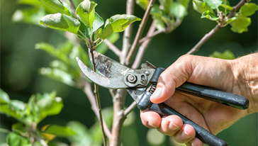 Fotografía de unas tijeras podando una rama de árbol